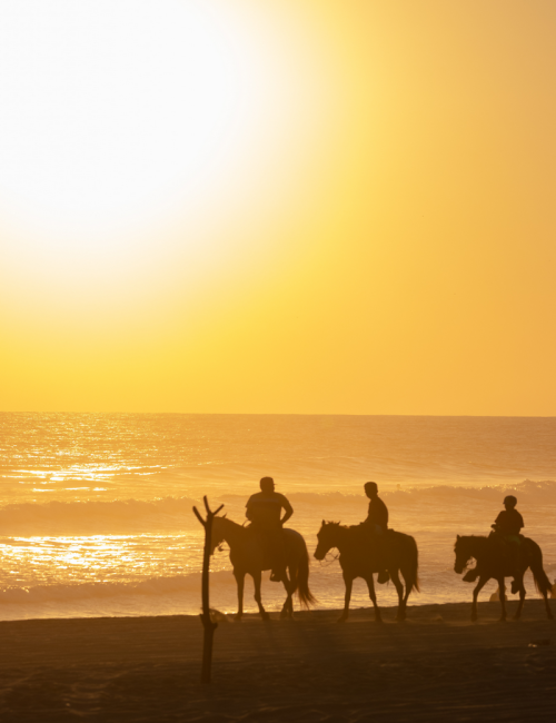 Horse Riding & Wine Taste